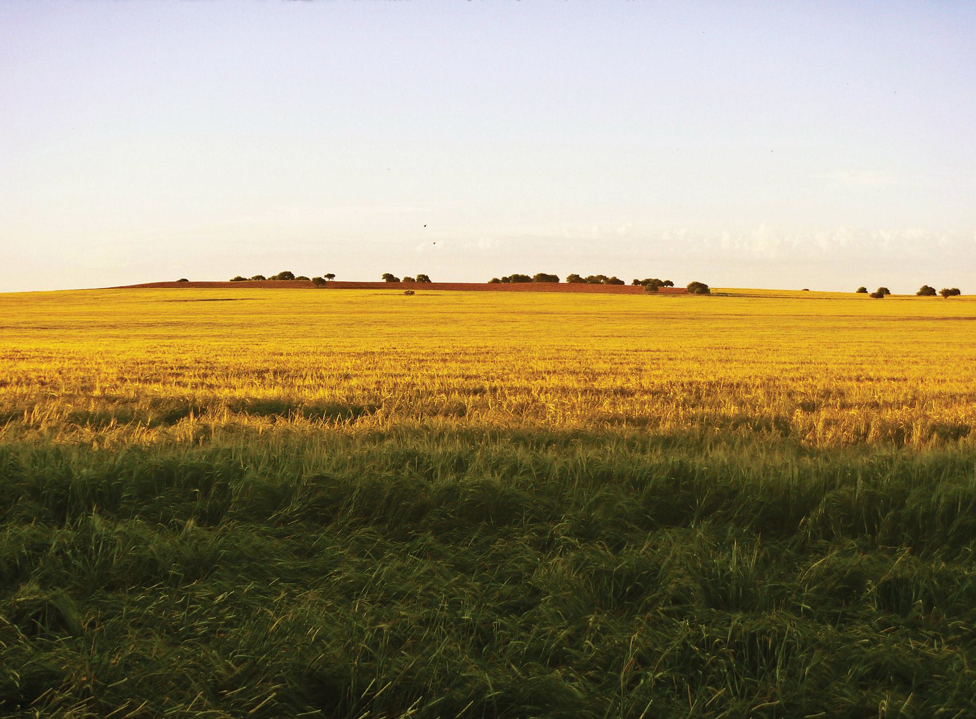 Argentine Pampas : pampa grass, costa argentina | Jardines, Sudamerica